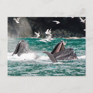 Carte Postale Baleines à bosse