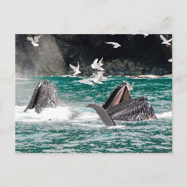 Carte Postale Baleines à bosse (Devant)