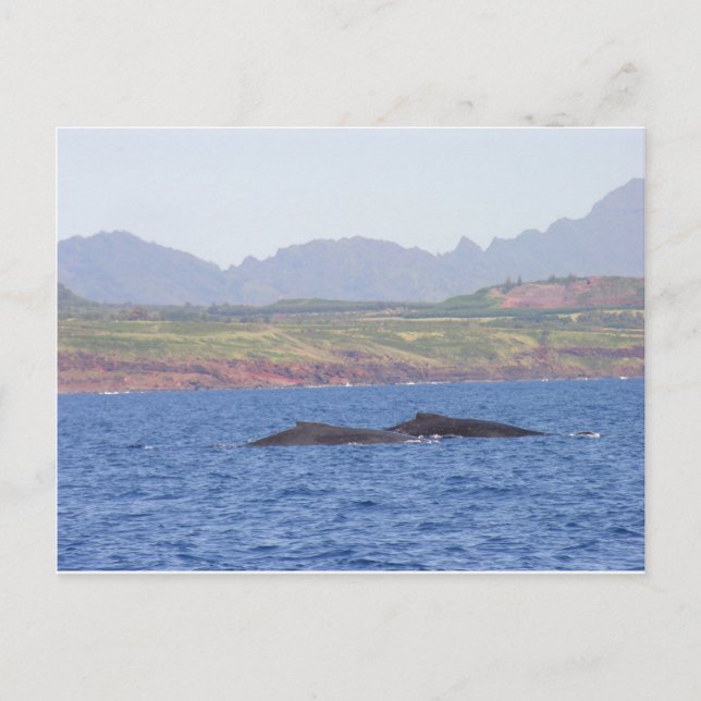 Carte Postale Baleines à bosse hawaïennes (Devant)