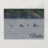Baleines à bosse mouillage Alaska