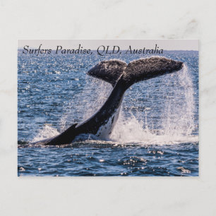 Carte Postale Baleines à bosse Surfers Paradise Océan Pacifique