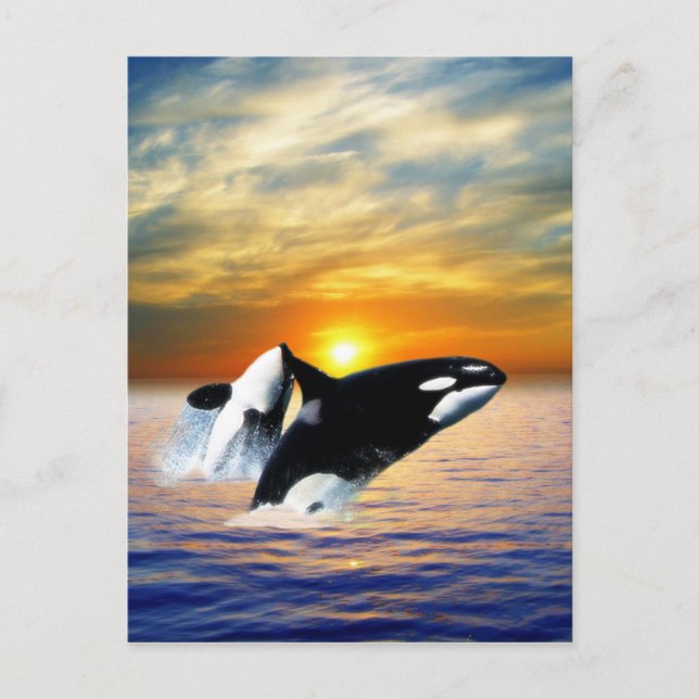 Carte Postale Baleines au coucher du soleil (Devant)