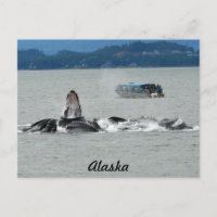 Baleines d'Alaska