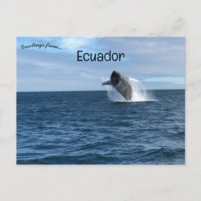 Carte Postale Baleines en Galapagos Père Noël Cruz Ecuador (Devant)