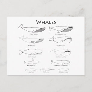 Carte Postale Baleines (illustrations d'art linéaire)