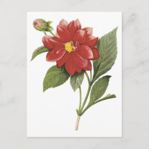 Carte Postale Balisage botanique de fleurs rouges; Double dahlia