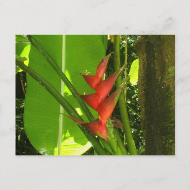 Carte Postale Balisier (Fleur) - Martinique, F.W.I. (Devant)