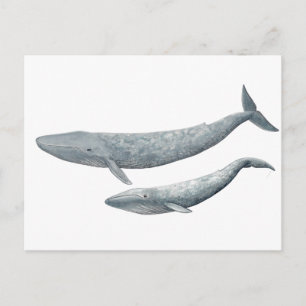 Carte Postale Ballena azul