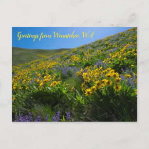 Carte Postale Balsamroot et Lupine à Sage Hills Wenatchee, WA