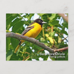 Carte postale Baltimore Oriole