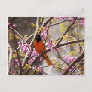 Carte Postale Baltimore Oriole