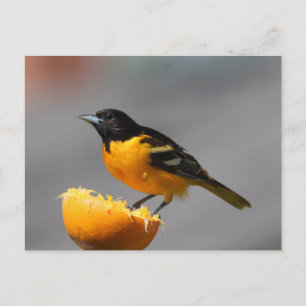 Carte postale Baltimore Oriole