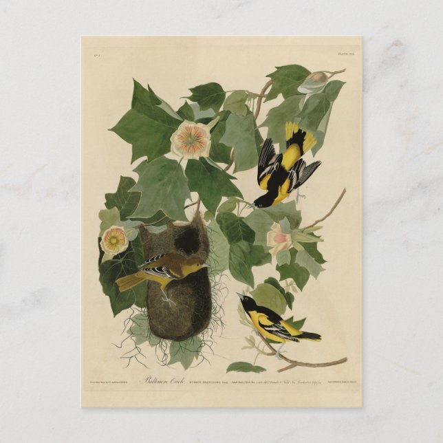 Carte Postale Baltimore Oriole - d'Audubon's Birds of America (Devant)