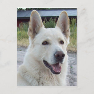 Carte postale Balto