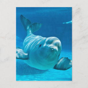 Carte Postale Baluga