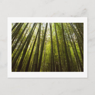 Carte Postale Bamboo Forest de Sagano, Kyoto Postcard