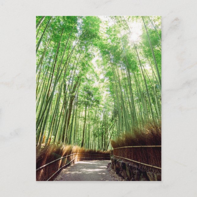 Carte Postale Bamboo Grove | Arashiyama, Kyoto, Japon (Devant)