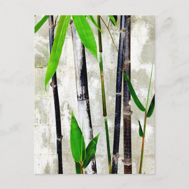 Carte Postale Bambou (Devant)
