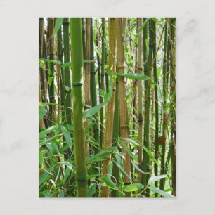 Carte postale Bambou