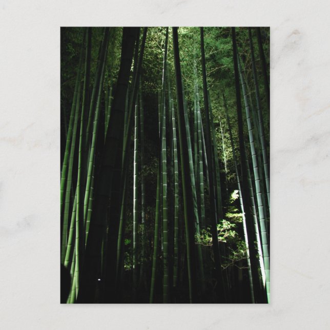 Carte Postale Bambou de minuit (Devant)