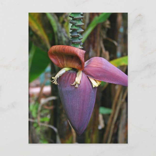 Carte postale Banana Blossom (Devant)