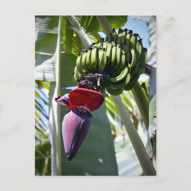 Carte Postale Banana Bunch and Flower Stalk (Devant)