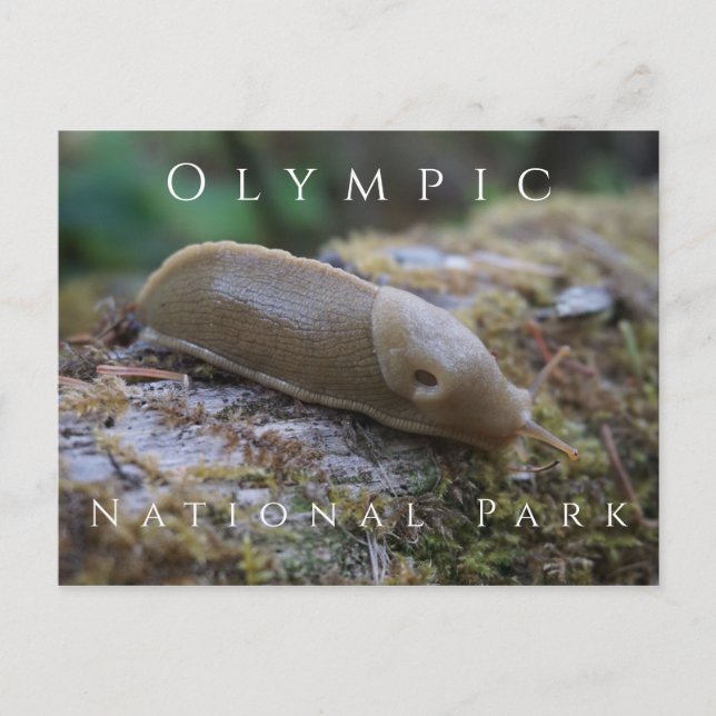 Carte Postale Banana Slug sur Mossy Log, Parc National Olympique (Devant)