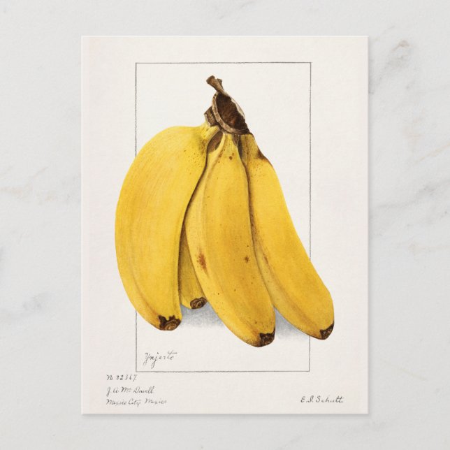 Carte Postale Bananes (Musa) Peinture à l'aquarelle de fruits (Devant)