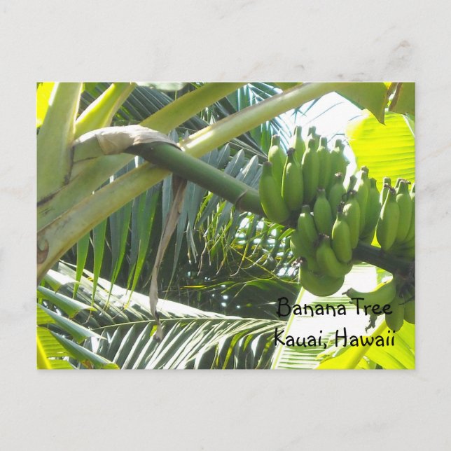 Carte Postale Bananier (Devant)