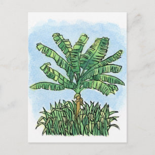 Carte Postale bananier des Caraïbes