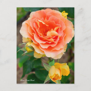 Carte Postale Bande de laiton Rosa [Carte postale]