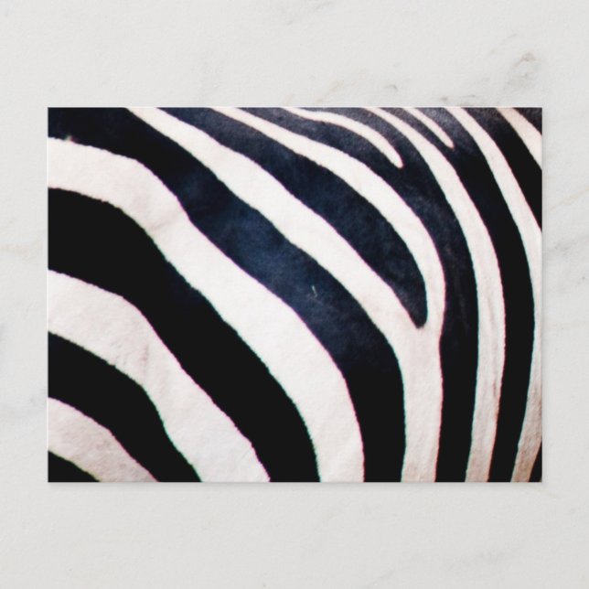 Carte Postale Bandes zèbres (Devant)