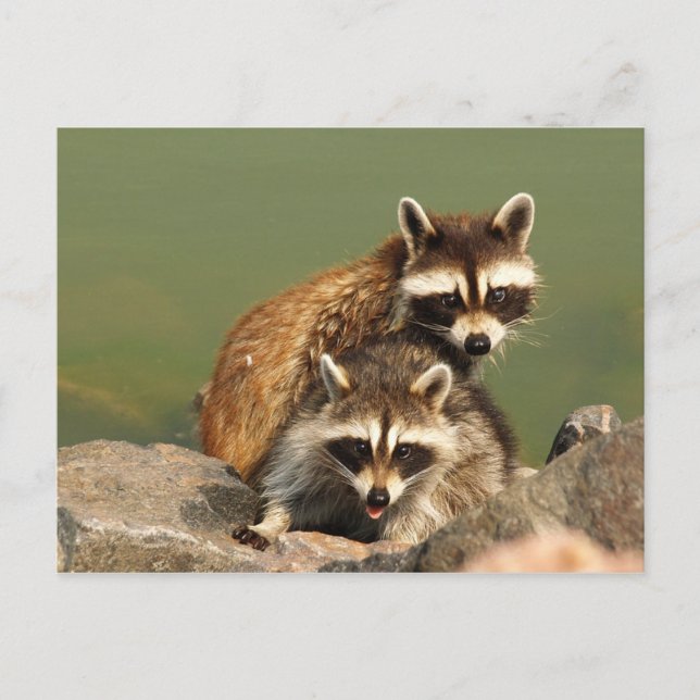 Carte Postale Bandits bébé (Devant)