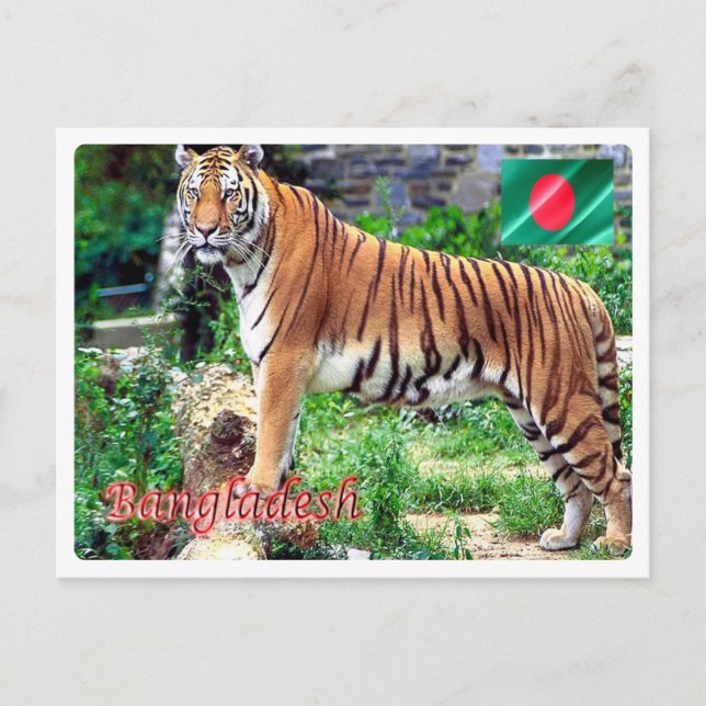 Carte Postale Bangladesh - Le Tigre Royal du Bengale - (Devant)