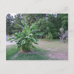 Carte Postale Bannana Trees
