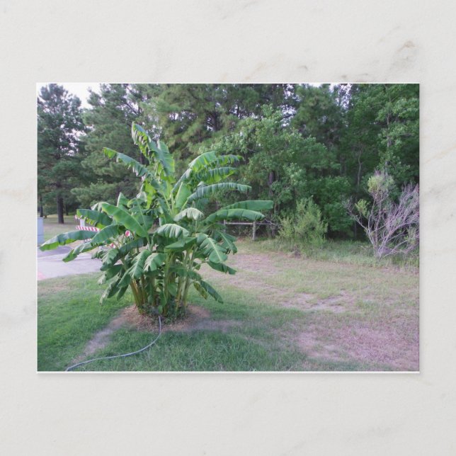 Carte Postale Bannana Trees (Devant)