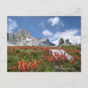 Carte Postale Banner Peak Fleurs sauvages - Ansel Adams Wilderne