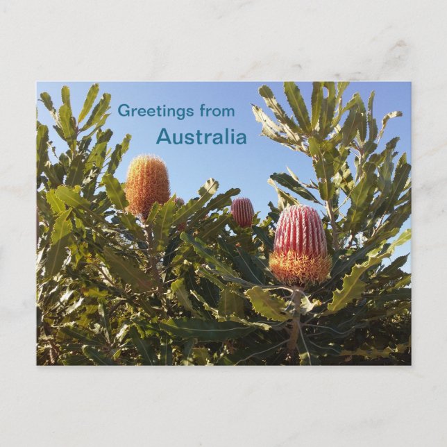 Carte Postale Banskia fleurs Australie occidentale (Devant)