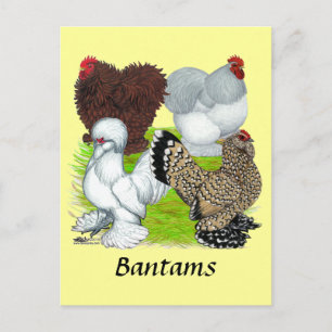 Carte Postale Bantams en plumes Legs