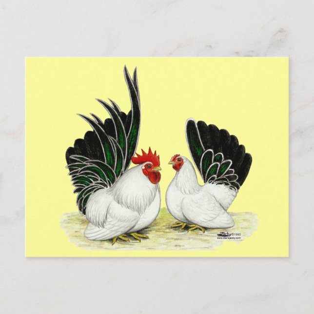 Carte Postale Bantams japonais Blacktail (Devant)