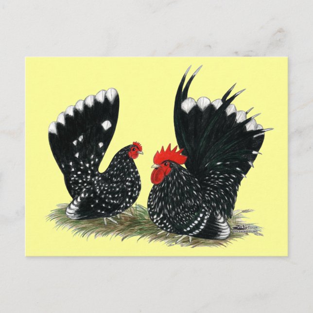 Carte Postale Bantams Japonais Mottés (Devant)
