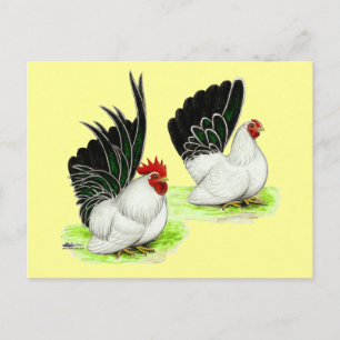 Carte Postale Bantams noirs noirs japonais