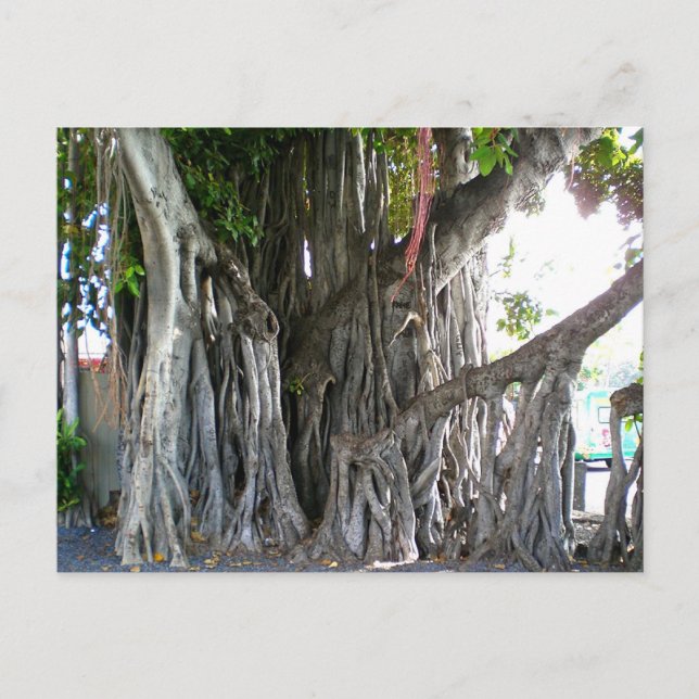 Carte Postale Banyan Tree (Devant)
