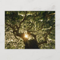 Banyan Tree Canopy Sunstar