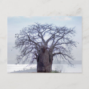 Carte Postale Baobab (Adansonia Digitata), Luanda