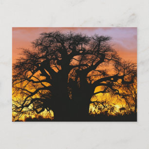 Carte Postale baobab africain, Adansonia digitata,