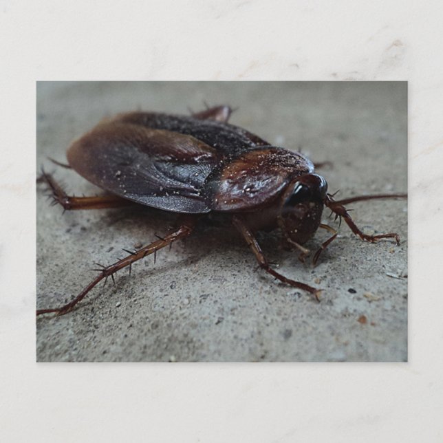 Carte Postale Barata Cucaracha Cockroach (Devant)
