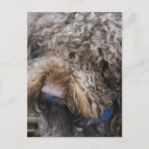 Carte postale Barbet