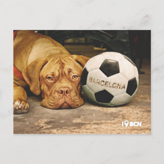 Carte Postale Barcelone's Fanatic dog