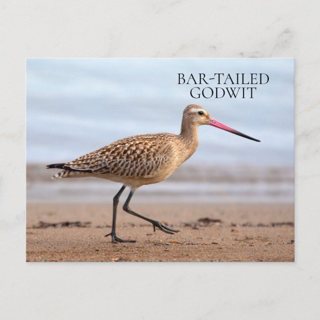 Carte Postale Barge à queue noire Plage Océan Sable Oiseau (Devant)